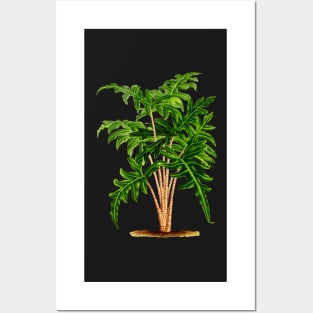 Alocasia portei botanical illustration Posters and Art